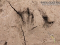 Beaver Track