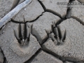 Bobcat Jump Tracks