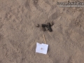 Bobcat Scat