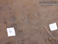 Bobcat Tracks