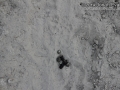Bobcat Tracks & Scat