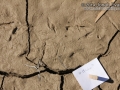 Coot Tracks