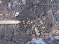 Cottontail Scat
