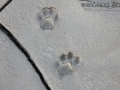 Cougar Tracks