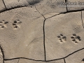 Cougar Tracks