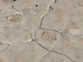 Cougar Tracks
