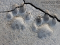 Cougar Tracks