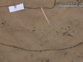 Dove Tracks