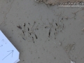Frog Tracks