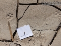 Gray Fox Track