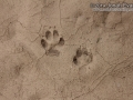Gray Fox Track