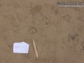 Gray Fox Track