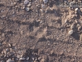 Gray Fox Track