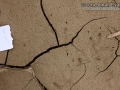 Great Horned Owl Tracks