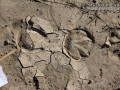 Horse Tracks