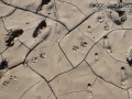 Mountain Lion Tracks