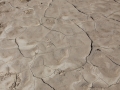 Mountain Lion Tracks