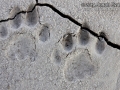 Mountain Lion Tracks