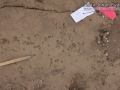 Mud Dauber Digs