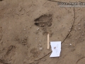 Mule Deer Tracks