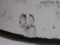 Peccary Tracks