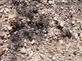 Raccoon Scat