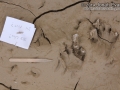 Raccoon Tracks