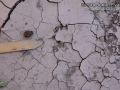 Rock Squirrel Tracks