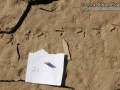 Spotted Sandpiper Tracks