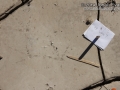 Vulture Tracks