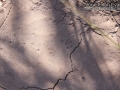 Woodrat Tracks