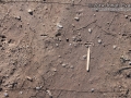 Armadillo Tracks
