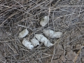 Bobcat Scat