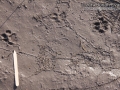 Bobcat Tracks