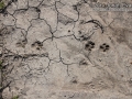 Bobcat Tracks