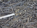 Cottontail Scat