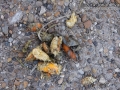 Coyote Scat
