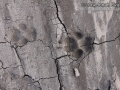 Coyote Tracks