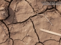Crab Tracks