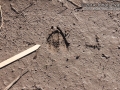 Deer Tracks