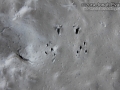 Frog Tracks
