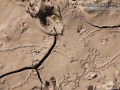 Hispid Cotton Rat and Woodrat Tracks