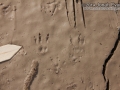 Hispid Cotton Rat Tracks