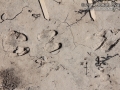 Hog and Deer Tracks