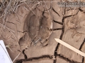 Hog Tracks