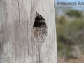 Ladder-backed Woodpecker Hole