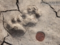 Ocelot Tracks