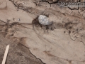 Opossum Tracks