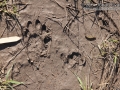 Raccoon Tracks