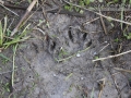 Raccoon Tracks